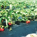 Wholesale of fruit and berries