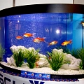 Aquariums