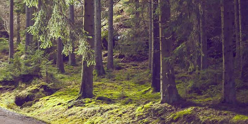 Purchase of forests and felling areas