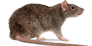 Дератизация