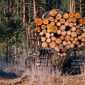 Buying of felling sites