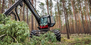 Лесоразработка