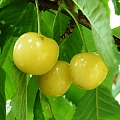 Пуреc фруктовые деревья DIS