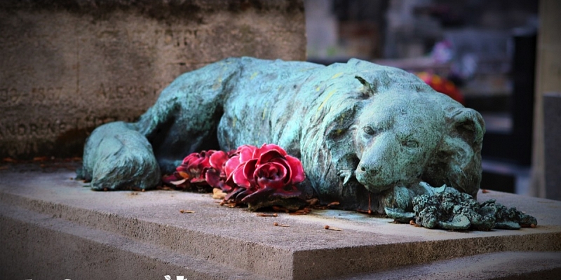 Для животных