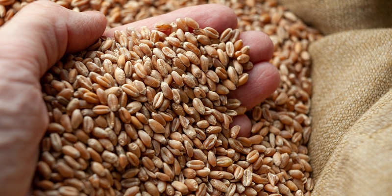 Закупка зерна в Латвии