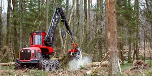 Покупка вырубок и лесных участков