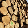 Timber exports