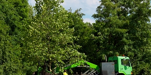 Lielo koku pārstādīšana 
