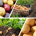Potatoes and potato seedlings