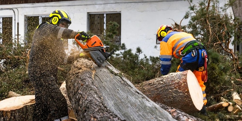 Arborista pakalpojumi un bīstamo koku zāģēšana