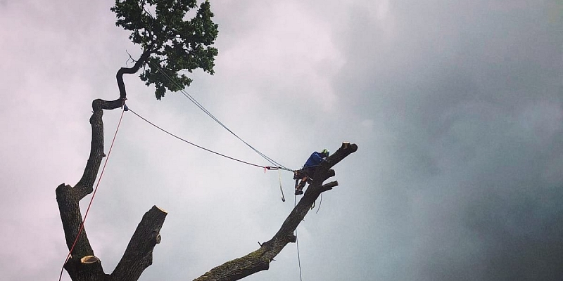 Emergency tree cutting