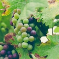 table grape varieties