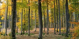 Meža īpašumu pirkšana