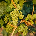 seedless grape varieties