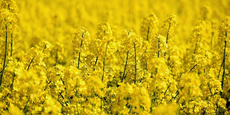 Rapeseed growing