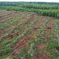 logging and forestry