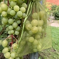 Greenhouse grape varieties
